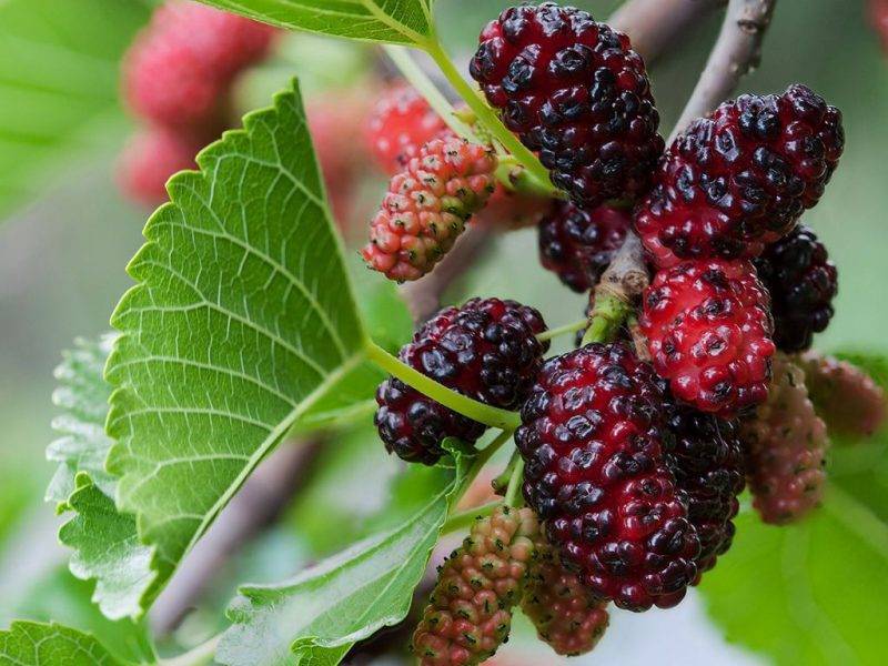 Шелковица купить саженцы из питомнике в Миассе