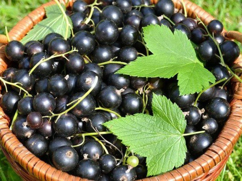 Смородина купить саженцы из питомника в Миассе