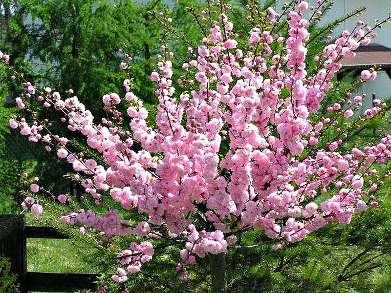 Миндаль купить саженцы из питомника в Миассе