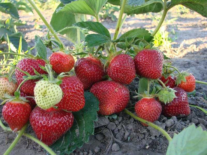 Клубника купить саженцы из питомника в Миассе