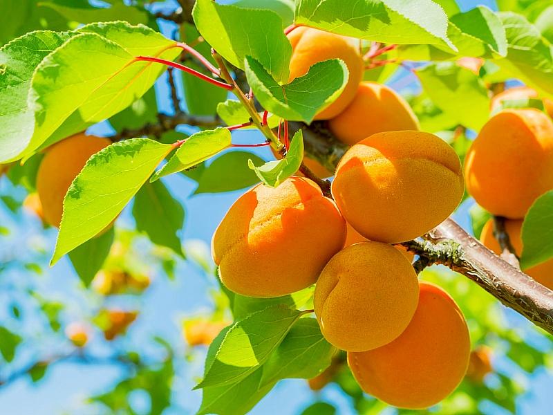 Абрикос купить саженцы из питомнике в Миассе