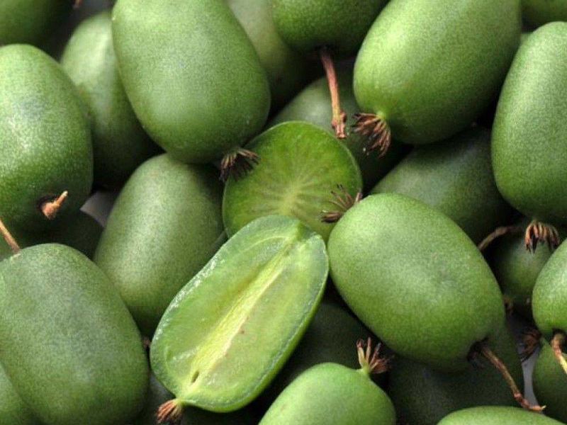 Актинидия купить саженцы из питомнике в Миассе