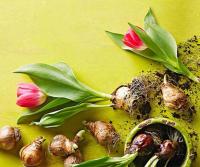 Луковицы цветов