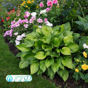 Хоста АВОКАДО