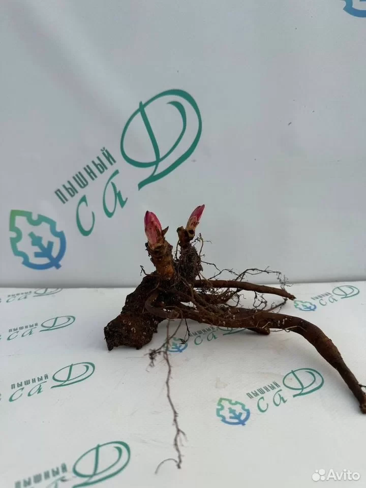 Пион "УАЙТ КЭП"