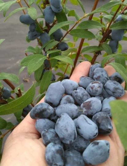 Жимолость "БОРЕАЛ БЬЮТИ"