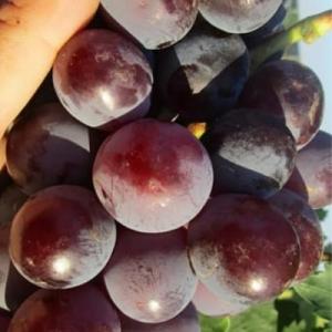 Виноград "КОЛУМБ"